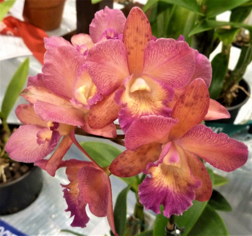 Grt. Why Not "Lea" x C. Lulu "Southern Cross"