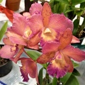 Grt. Why Not "Lea" x C. Lulu "Southern Cross"