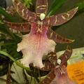 Onc. Olympia 'Jacqui Louise.JPG