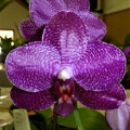 Phal. Lyndon Brother Passion.JPG