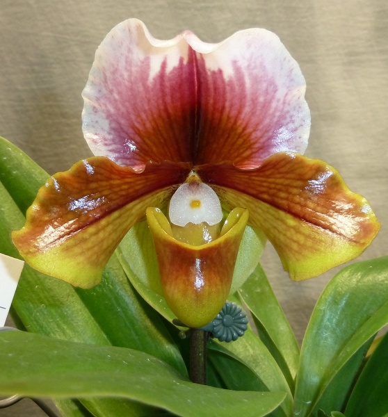 Paph. Charlie's Girl.JPG