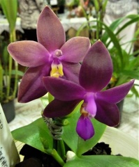 Phal. violacea x Dtps. Chienlung Red King