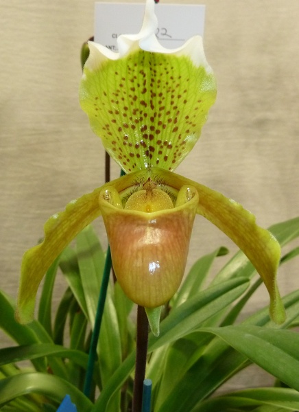 Paph. insigne.JPG