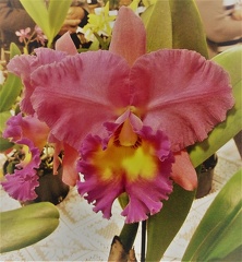 Rlc. Brunswick Gem "Coral"