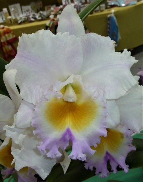 Rlc. California Girl 'Orchid Library..JPG