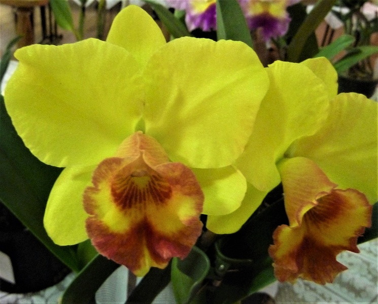 Rlc. Rosella Tokyo 'Golden'.JPG