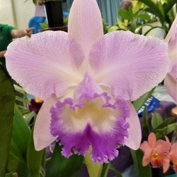 Rlc. California Girl x C. Caudebec