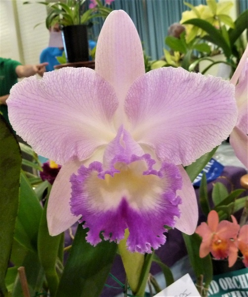 Rlc. California Girl x C Caudebec  Spots.JPG