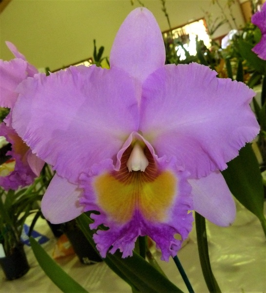 Rlc. Donna Kimura 'Paradise Tamy'.JPG