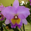 Rlc. Donna Kimura 'Paradise Tamy'.JPG