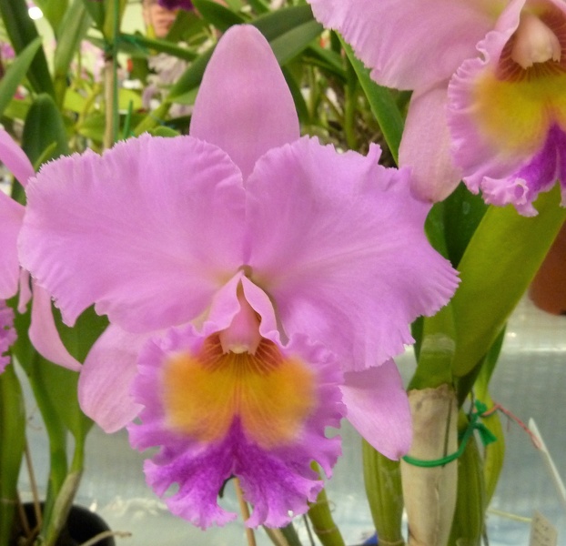 Rlc. Donna Kimura 'Paradise Tami' 2.JPG