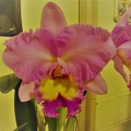 Rlc. Donna Kimura "Paradise Tamy"