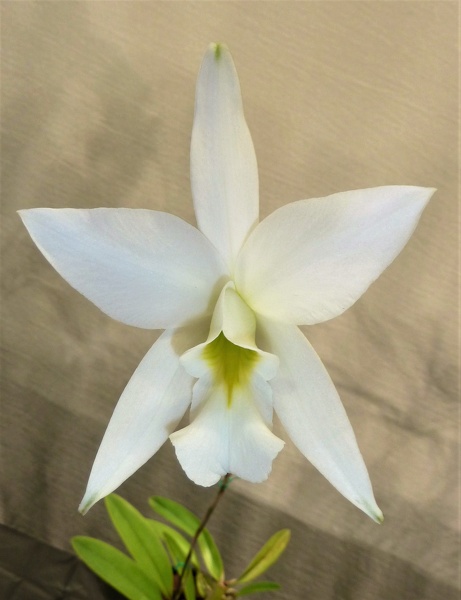 Laelia [L.] anceps var. alba.JPG