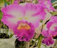 Rlc. Island Charm x C. Breen's Jenny Ann