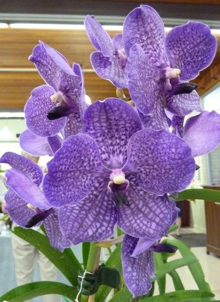 V. Banjong Sky Blue (V. Kasem's Delight x V. Manuvadee).JPG