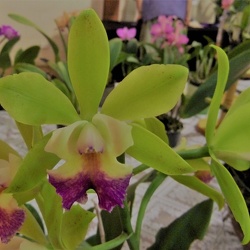 Rhyncholaelliocattleya (Rlc.)