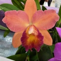 Rth. Dal's Delight x C. Royal Beau "Alex L"