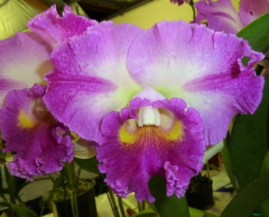 Rlc. Island Charm x C. Breen's Jenny Ann