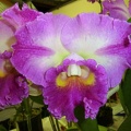 Rlc. Island Charm x C. Breen's Jenny Ann