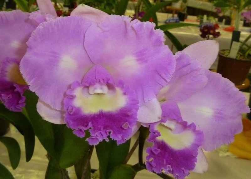 Rlc. Calico Charm 'Glenlee'.JPG