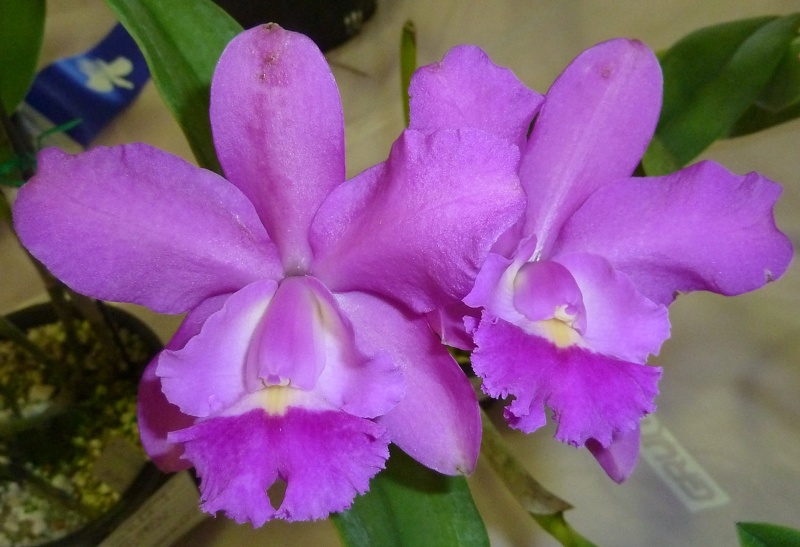 Rth. Dal's Reward x C. Lulu 'Southern Cross'.JPG