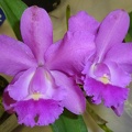 Rth. Dal's Reward x C. Lulu 'Southern Cross'.JPG