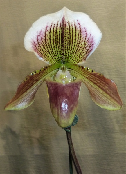 Paph. Rosettii (Paph. insigne x Paph. Maudiae).JPG