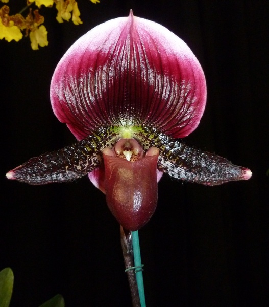 Paph. Shin-Yi x Paph. Hsinying Leopard..JPG