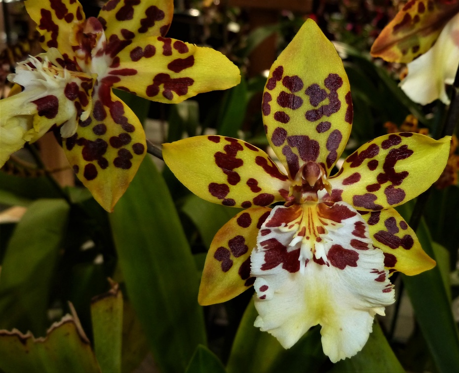 Onc. Dorothy Wisnom "Giolden Gate"