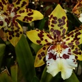 Onc. Dorothy Wisnom "Giolden Gate"