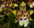 Onc. Dorothy Wisnom "Giolden Gate"