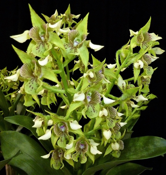 Den. macrophyllum (2).JPG