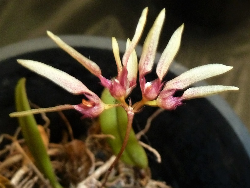 Bulb. lepidum x Bulb. annandalei.JPG