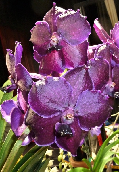 V. Pure's Wax 'Purple'.JPG