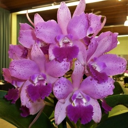 C. amethystoglossa x Ctt. Aussie Sunset