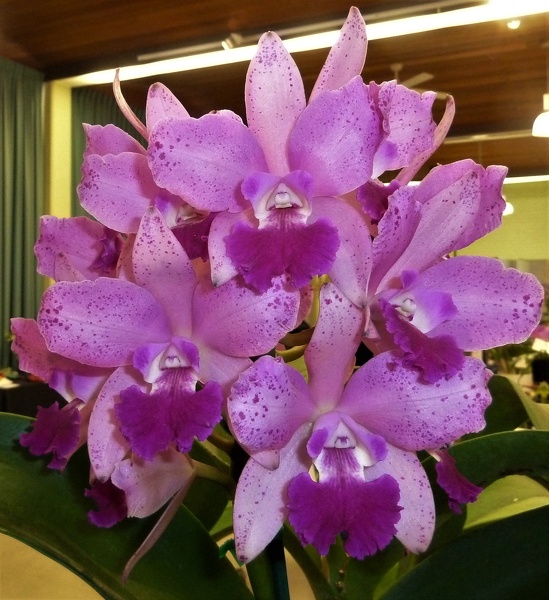 C. amethystoglossa x Ctt. Aussie Sunset.JPG