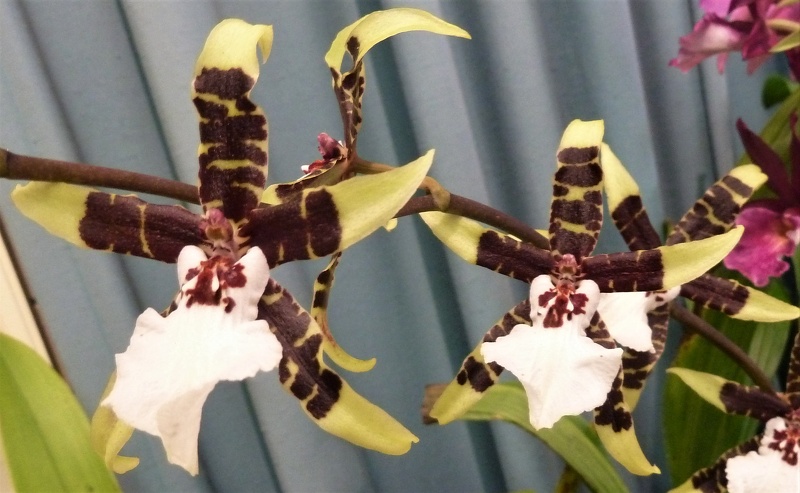 Bms. Black Beauty (Brs. maculata x Gom. imperatoris-maximiliani).JPG