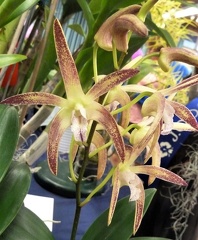 Lustrous Aussie Quest x speciosum