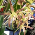 Den. Lustrous Aussie Quest x Den speciosum.JPG