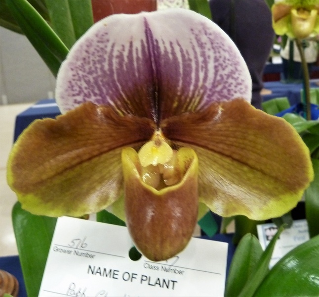 Paph. Charlie's Girl.JPG