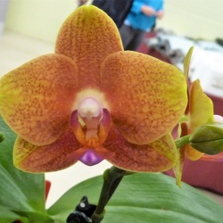 Phal. Tying Shin Tarzan x (Phal. Brother Sara Gold x Dtps. Tying Shin Phoenix)