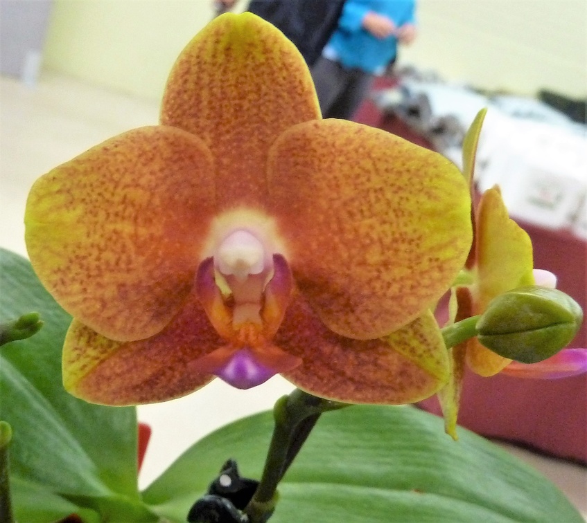 Phal. Tying Shin Tarzan x (Phal. Brother Sara Gold x Dtps. Tying Shin Phoenix)