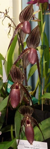 Paph. William Ambler (Paph. rothschildianum x Paph. wilhelminiae).JPG