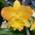 Rth. Free Spirit 'Carmela'.JPG