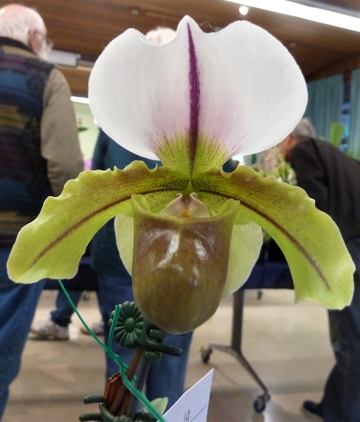 Paph. Leeanum (Paph. insigne x Paph. spicerianum).JPG