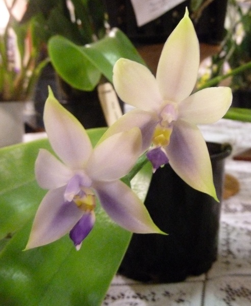 Phal. violacea.JPG