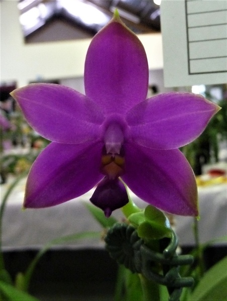 violacea