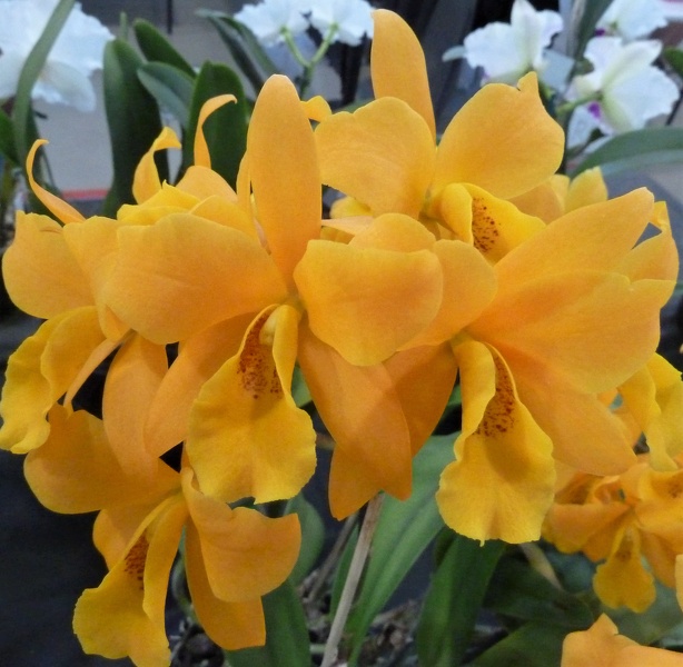 Ctt. Gold Digger 'Fuchs Mandarin'.JPG