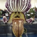 Paph. fairrieanum.JPG