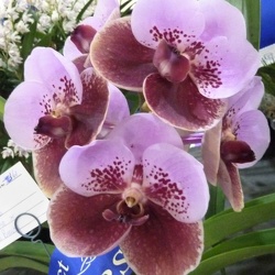 sanderiana x Pimchai Beauty